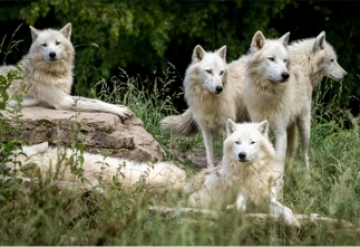 Unsere Wölfe